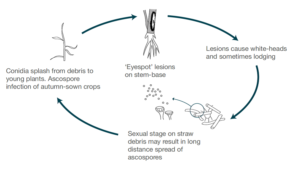 Eyespot life cycle (cereal disease)